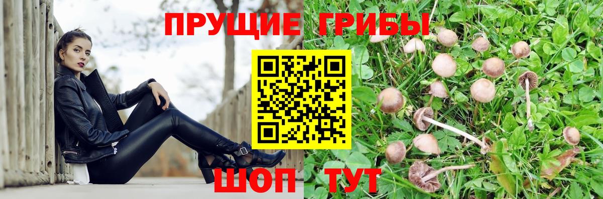 где купить наркоту  Вход с VPN  Лесной  Псилоцибиновые грибы Cubensis 